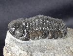 Barrandeops ovatus (McKELLAR & CHATTERTON 2009) - Bild &copy; FossNet FossilienStore
